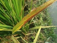 Rice disease segmentation project thumbnail