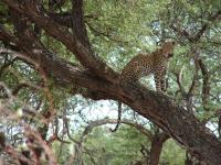 Find leopards project thumbnail