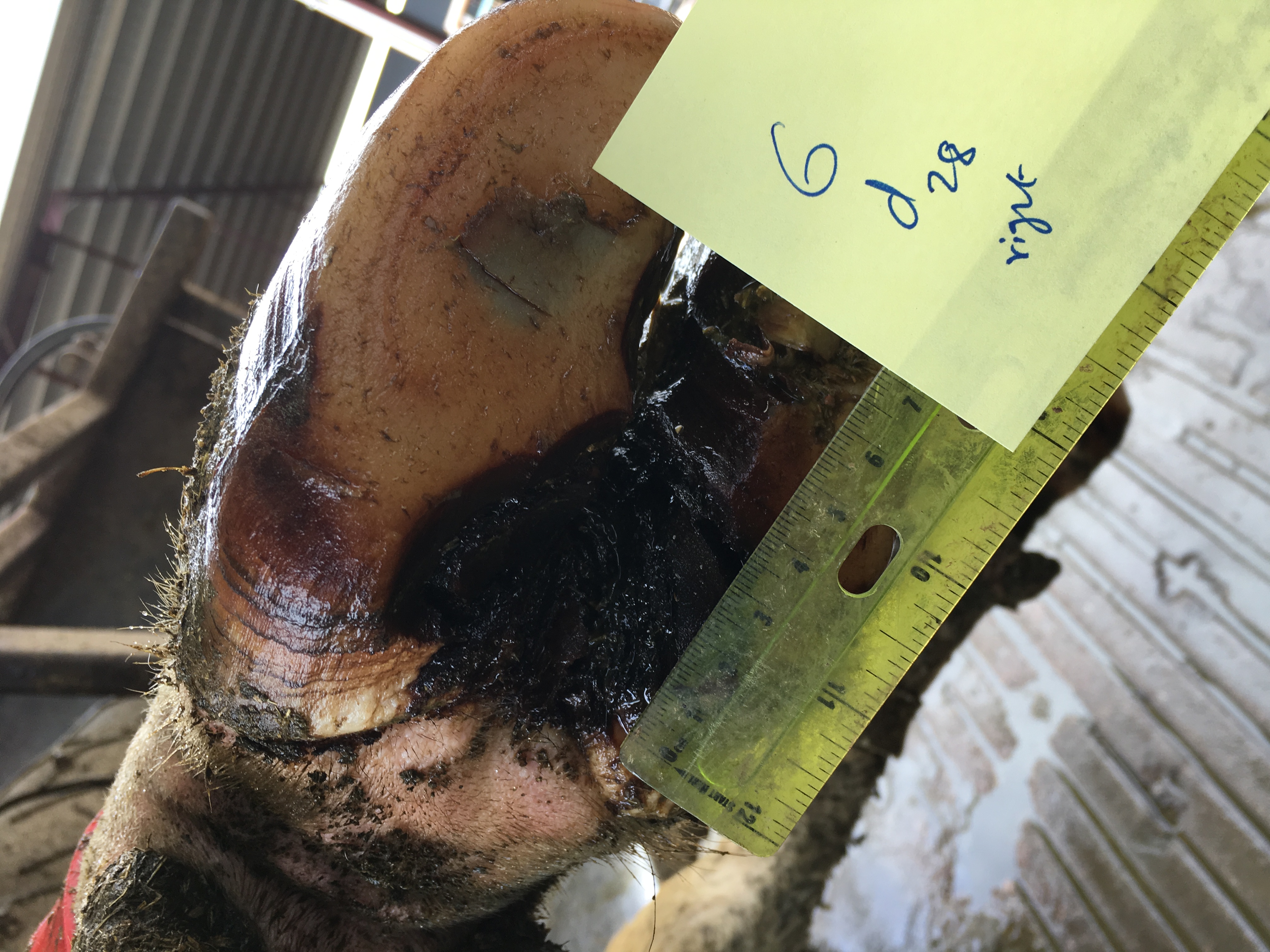 digital_dermatitis Object Detection Dataset by dairy