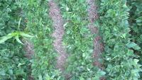 Weed Detection project thumbnail