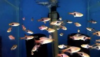 常見觀賞魚 project thumbnail
