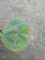 Haricot-AIPAGRI project thumbnail