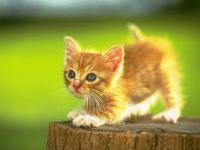Gatos project thumbnail