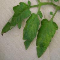 Identifying diseases in leaves project thumbnail