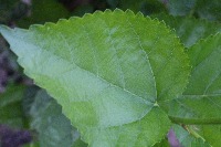 Mulberry Leaf  project thumbnail