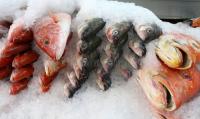 snapper project thumbnail
