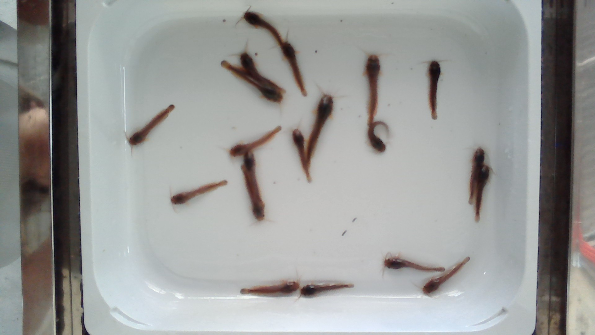Catfisher Computer Catfish Instance Segmentation Dataset by Catfish workspace