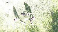 dogs_detection project thumbnail