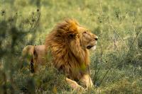 Lion Model project thumbnail