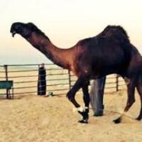 Arabian Camel classification2 project thumbnail