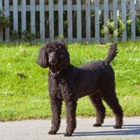 standard-poodle project thumbnail