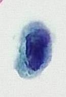 U-Net-Cell project thumbnail