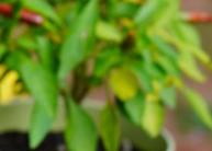 Penyakit Tanaman Cabai daun buah project thumbnail