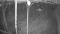 Chicken project thumbnail