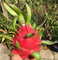 Recognize Dragon Fruit project thumbnail