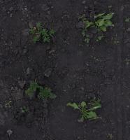Weed-crop RGB project thumbnail
