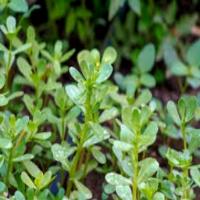 Img44_Portulaca Leaf project thumbnail