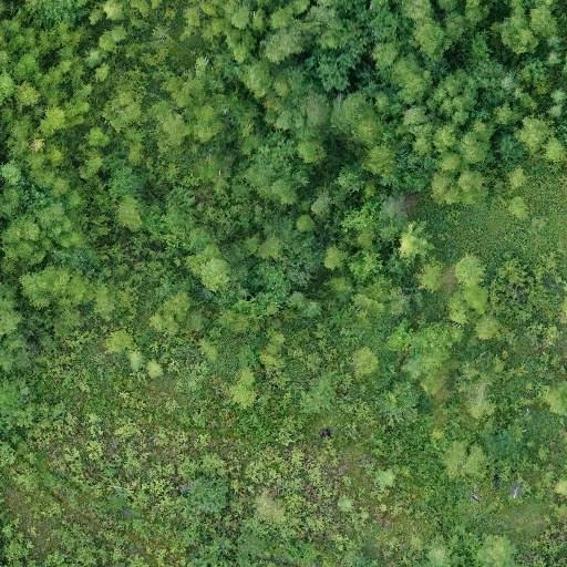 trees Instance Segmentation Model by treesplan