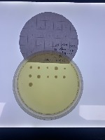 colony project thumbnail
