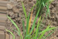Rice Health Detection project thumbnail