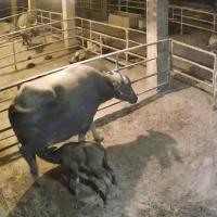 Buffalo Milk Detection project thumbnail