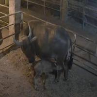 Buffalo Milk Detec project thumbnail