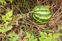 fruit detect project thumbnail
