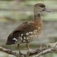 Bird Detection project thumbnail