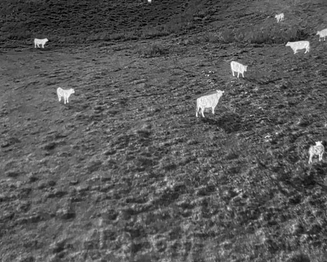 cow Object Detection Dataset by university of Alberta