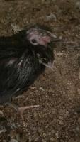 Santé des poulets. project thumbnail
