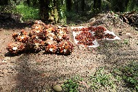 PostHarvest-VC-segment1 project thumbnail