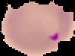 Dog project thumbnail