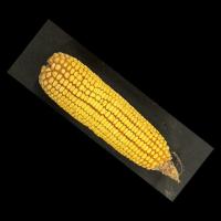 On ear kernel count project thumbnail