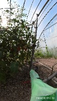 tomato project thumbnail