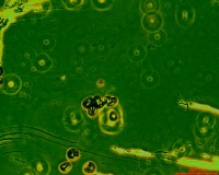 unstained pollen project thumbnail