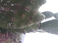 grana nopal project thumbnail