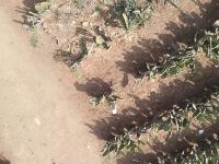 nopal project thumbnail