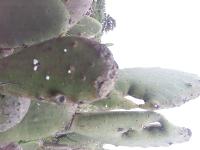 nopal-tierra project thumbnail