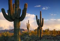 Saguaro Cactus project thumbnail