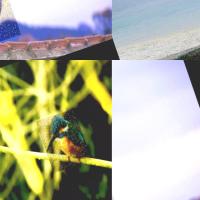 Bird Detection project thumbnail