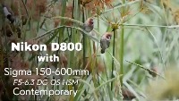 bird-detection project thumbnail