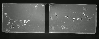 Ants project thumbnail