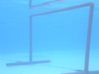 yolov11 project thumbnail
