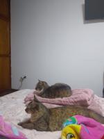 catz project thumbnail