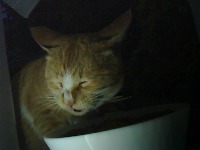Cat Detection project thumbnail
