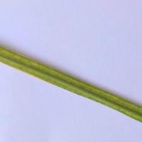 Plant-Detection project thumbnail