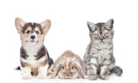 animal project thumbnail