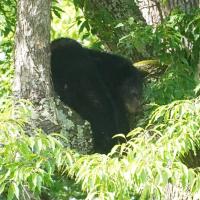 Find bears 2 project thumbnail