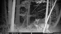 Trail Camera Classification project thumbnail