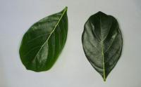 Pomelo Leaf Disease Detection project thumbnail